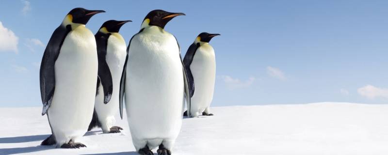 极地动物都有哪些 极地动物都有哪些,生活在哪里
