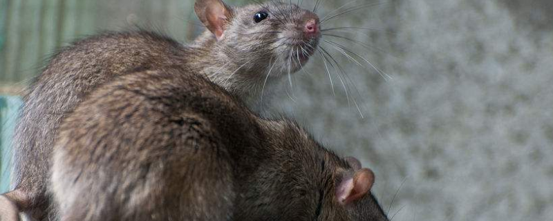 死老鼠的臭味有毒吗（死老鼠散发的臭味有毒吗）