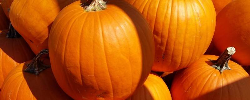 南瓜是真果还是假果（甜瓜是真果还是假果）