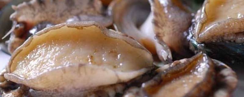 鲍鱼可以放冰箱保鲜多久 鲍鱼放在冰箱保鲜可以保存多久