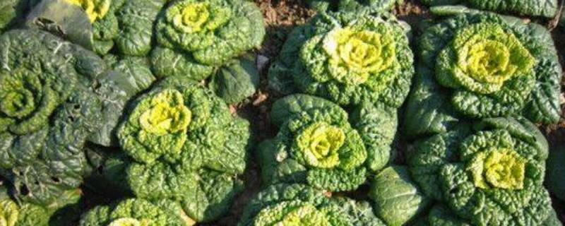 乌塌菜是什么菜（乌塌菜介绍）