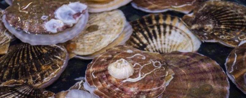 鸟贝焯水几分钟 鸟贝焯多长时间