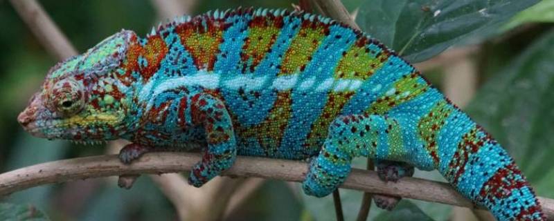 变色龙变色的原理在于 变色龙变色的原理在于什么色素细胞