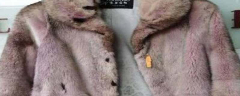貂掉毛咋回事 貂掉毛正常么
