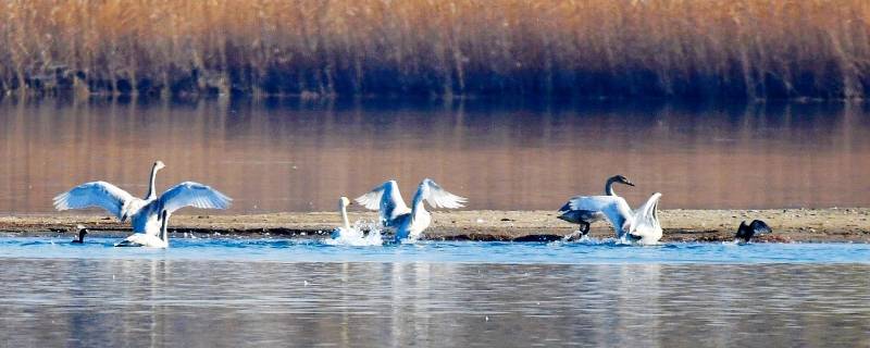 飞到南方过冬的动物有哪些（飞到南方过冬的动物有哪些?）
