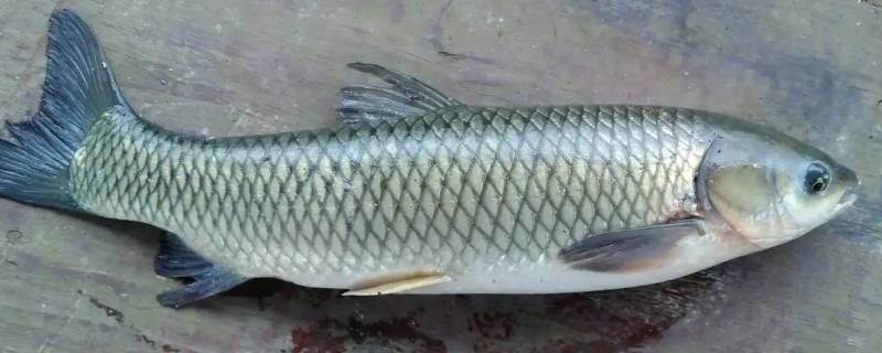 草鱼放冰箱冷冻要不要放盐 草鱼用盐腌制放冰箱可以放多久