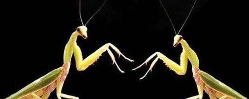 螳螂的本领 螳螂的本领是什么(简单介绍