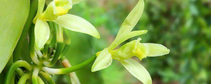 香草味类似于什么味道 香草味和什么味道类似?