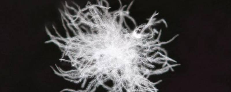 白鸭绒是什么绒 白鸭绒和白鸭绒