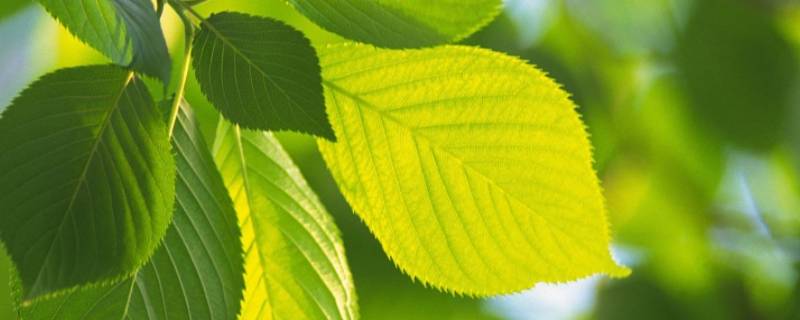 树叶可以用来做什么 树叶可以用来做什么玩具