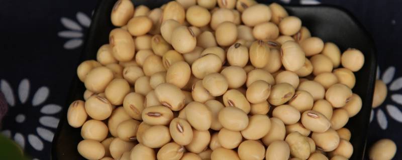 我国古代大豆叫什么（大豆在古代叫什么）