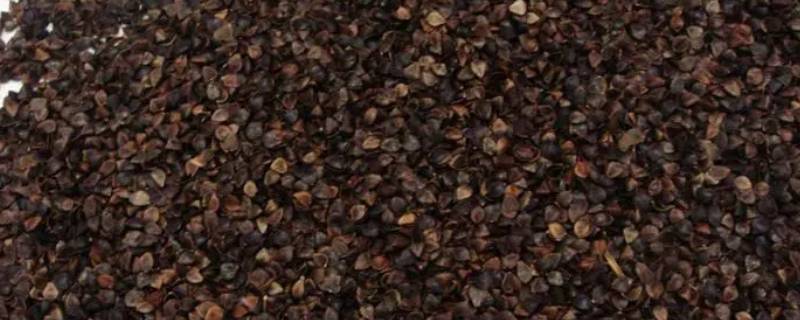 荞麦皮只晒不洗可以吗（荞麦皮洗完了怎么晒）