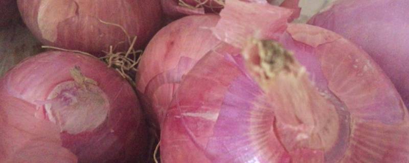 圆葱去甲醛有效果吗（圆葱去除甲醛效果好吗）