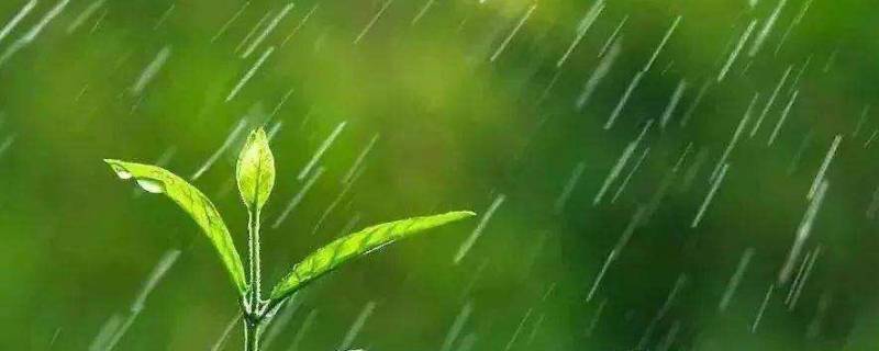 小雨点作用真大它还可以干什么 小雨点还能有什么作用