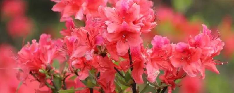 映山红香吗 映山红什么样