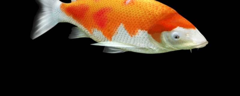 红鱼是鲤鱼吗（红鲤鱼是鲤鱼吗）