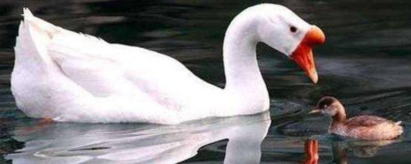 鹅能飞吗 鹅能飞吗?