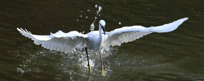 白鹭如何捕食 白鹭如何捕食?