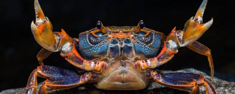 螃蟹死了是什么特征（螃蟹死是什么原因）