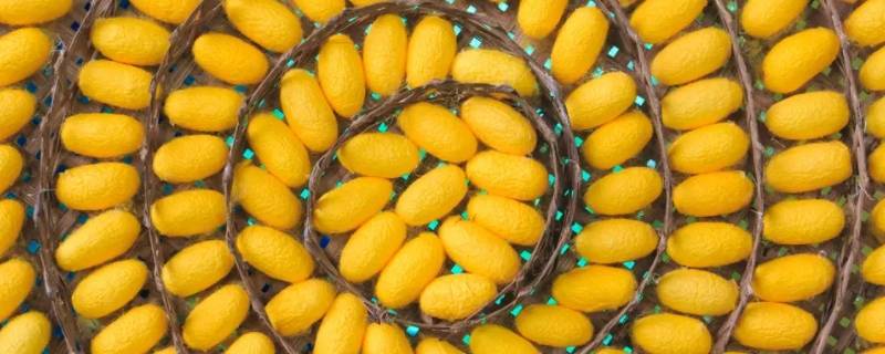 为什么蚕茧是黄色的（为什么有的蚕茧是黄色的）