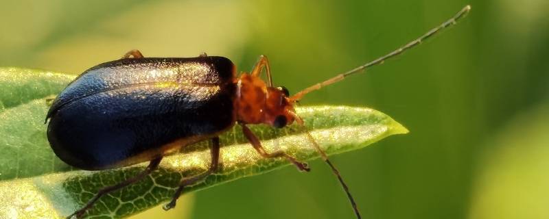 昆虫记中萤火虫的习性 昆虫记中萤火虫有哪些特点