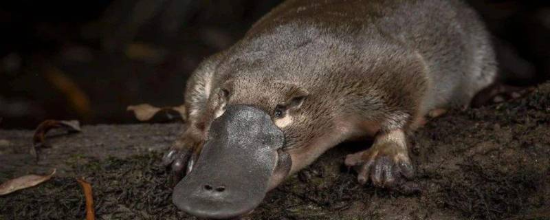 鸭嘴兽有毒吗 鸭嘴兽有毒吗?