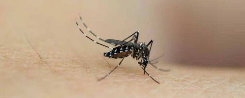 冬天屋里有蚊子是从哪里来的 冬天屋里还有蚊子是怎么回事啊
