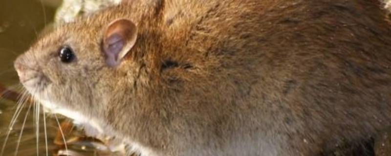 衣柜里有老鼠用什么方法可以解决（老鼠跑进衣柜怎么办）