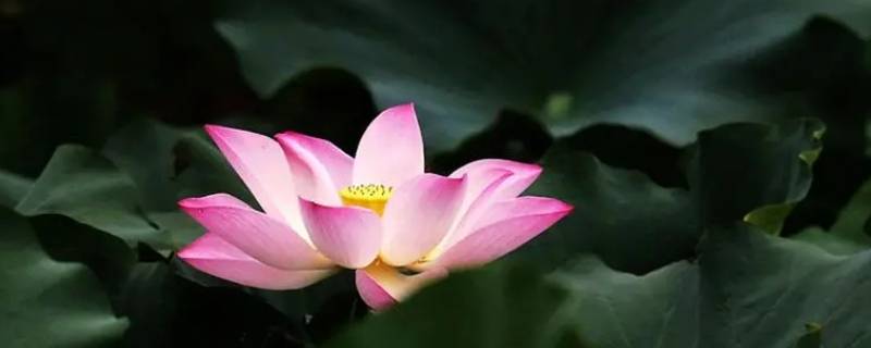 荷花是哪个季节开的（梅花是哪个季节开的）