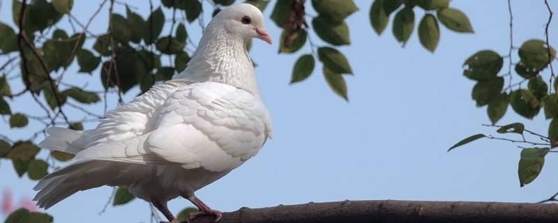 鸽子在飞行时是靠什么来导航的 鸽子靠什么飞回家的路