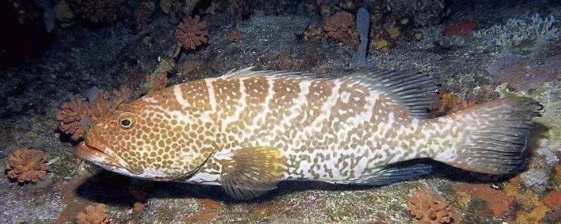 老虎斑刺多吗 老虎斑鱼的刺有毒么