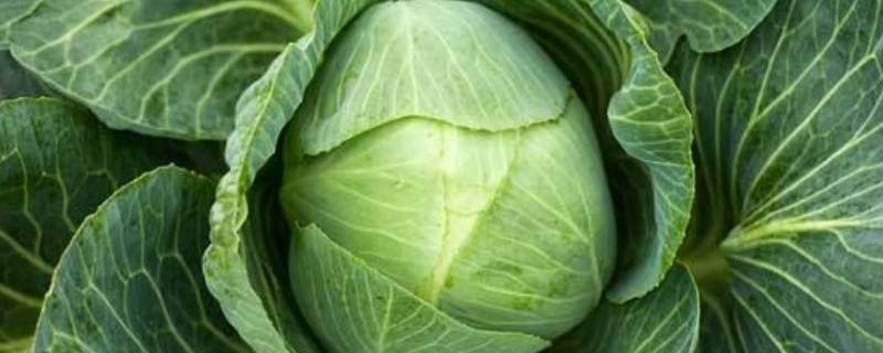 卷心菜是什么样子（卷心菜是什么样子77）