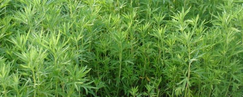 湖蒿是什么菜 蒿有什么菜