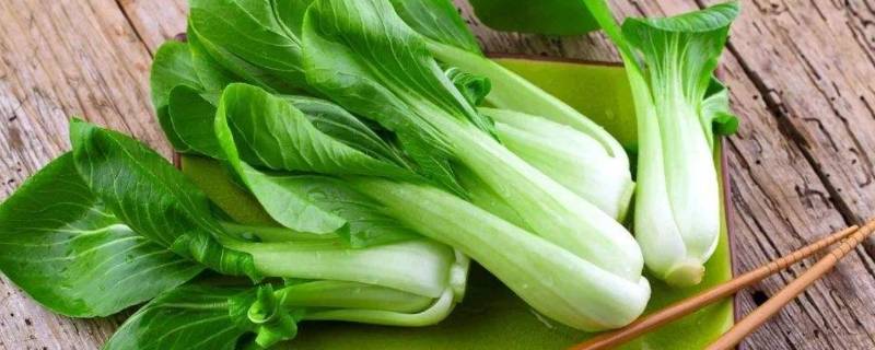 青菜的种类（青菜的种类有哪些）