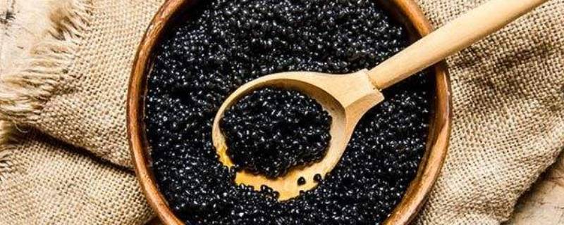 鱼子酱什么鱼产的（鱼子酱是什么鱼产的）
