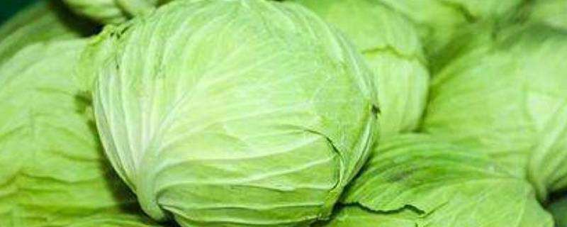 包菜是什么菜 包菜是什么菜图片