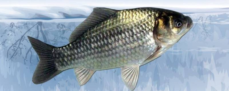 活鲫鱼直接冷冻还是杀后冷冻（鲫鱼是杀了冷冻还是不杀冷冻）