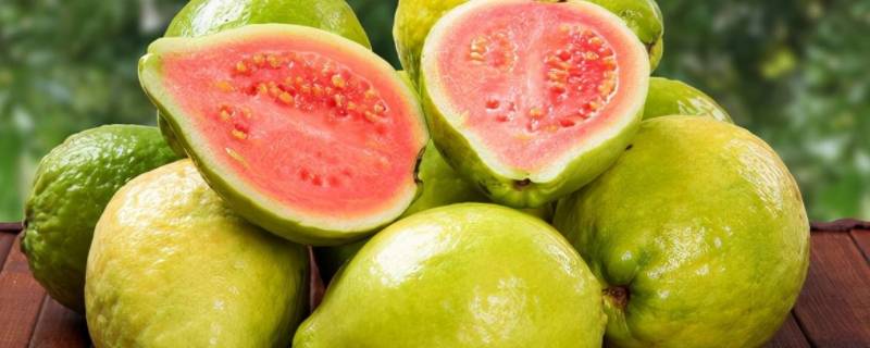 奶油芭乐是什么水果（芭乐水果是什么样子的）