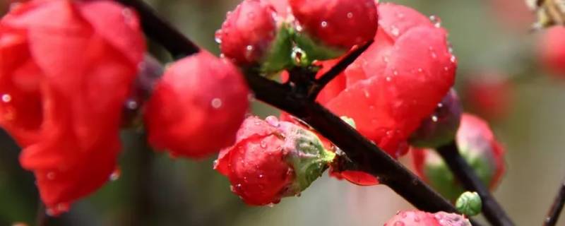 红色的腊梅是染色的吗 腊梅颜色是染的吗