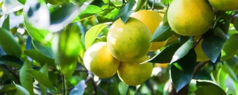 小柚子是什么品种（柚子有什么新品种）