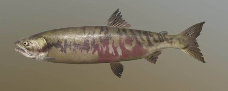 大马哈鱼长什么样子（大马哈鱼是啥鱼）