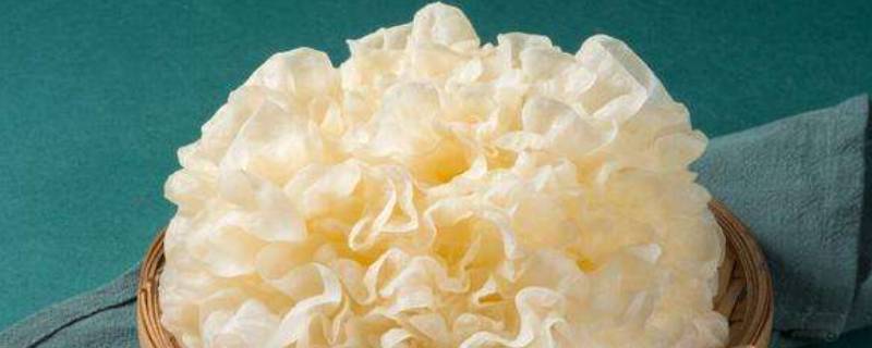 银耳不出胶和出胶的营养区别（银耳出胶和不出胶营养一样吗）