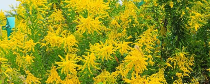 加拿大一支花是什么（加拿大的花是什么）