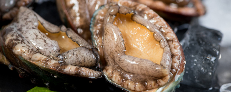 鲍鱼刺身是生的还是熟的（鲍鱼熟了是什么样的）