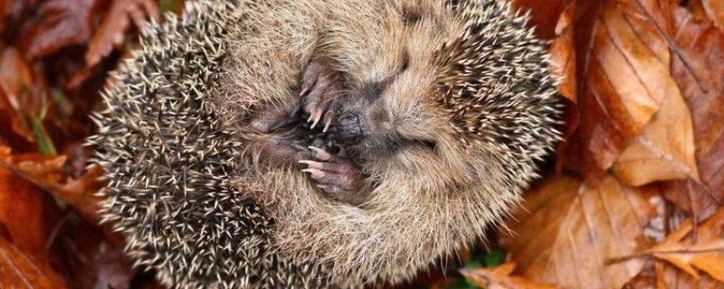 刺猬怎样过冬 刺猬怎样过冬的方法