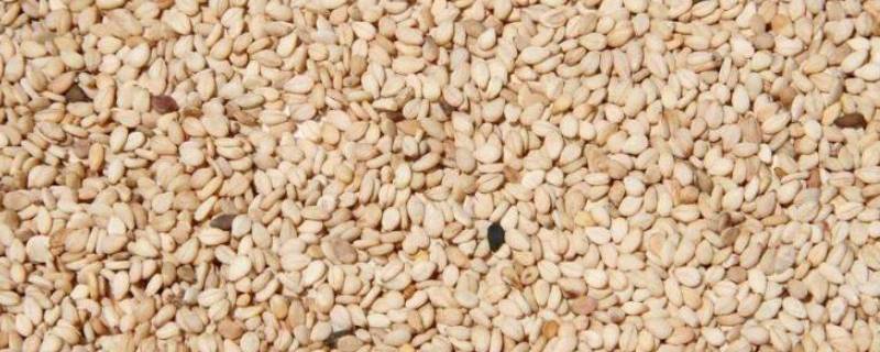 胡麻是芝麻吗（胡麻是芝麻吗?）