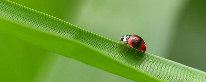 昆虫是什么（昆虫是什么动物）