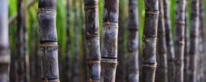 甘蔗是植物的哪个器官 甘蔗是什么植物的茎
