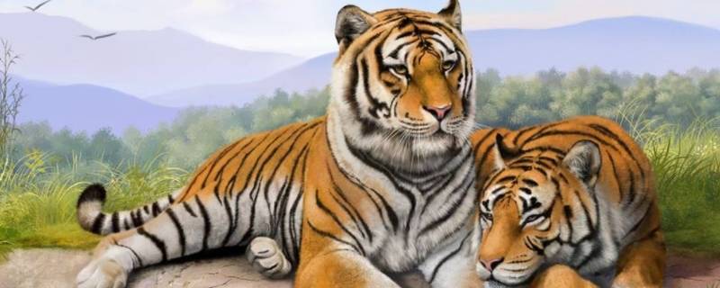 老虎胡须的作用（老虎有胡须吗?）