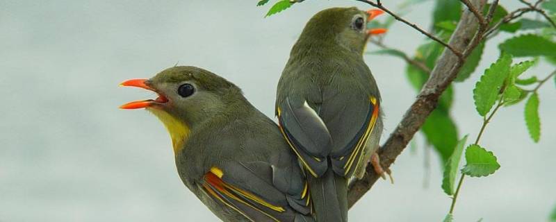 鸟儿的叫声有哪些 鸟儿的叫声有哪些词语可以形容